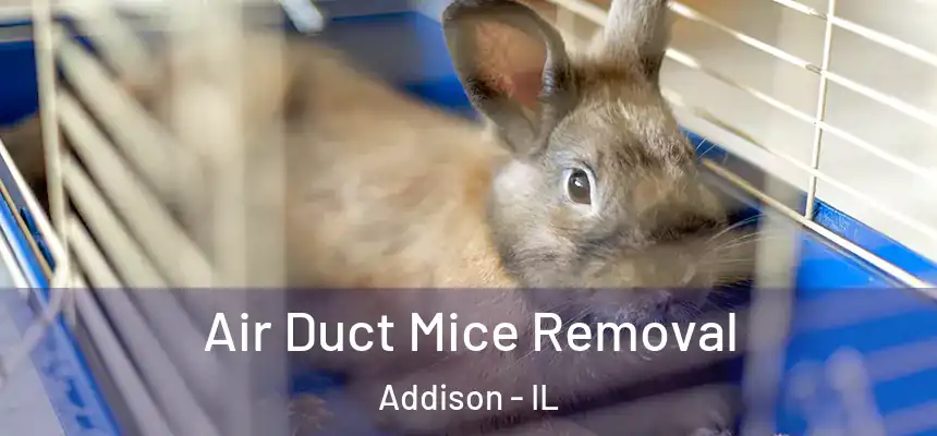  Air Duct Mice Removal Addison - IL
